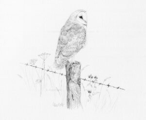 Special Order - Barn Owl commission