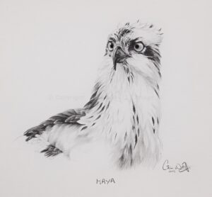 Special Order - of Osprey sketch