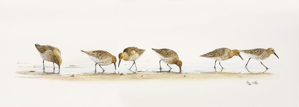 Dunlin-ws