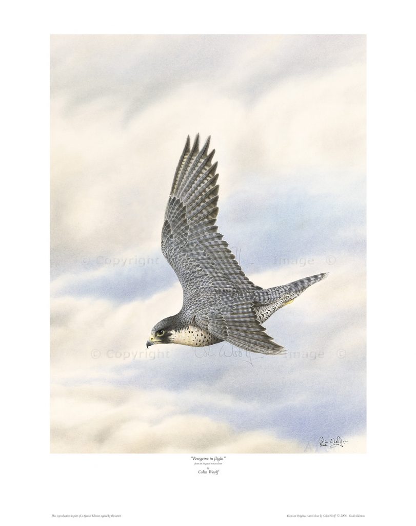 Peregrine falcon in flight – Colin Woolf Fine Art