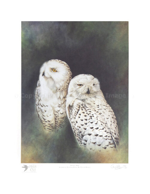 Pair of Snowy Owls – Print – Colin Woolf Fine Art