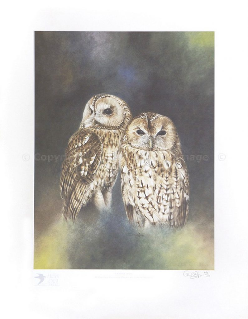 Pair of Tawny Owls – Print – Colin Woolf Fine Art