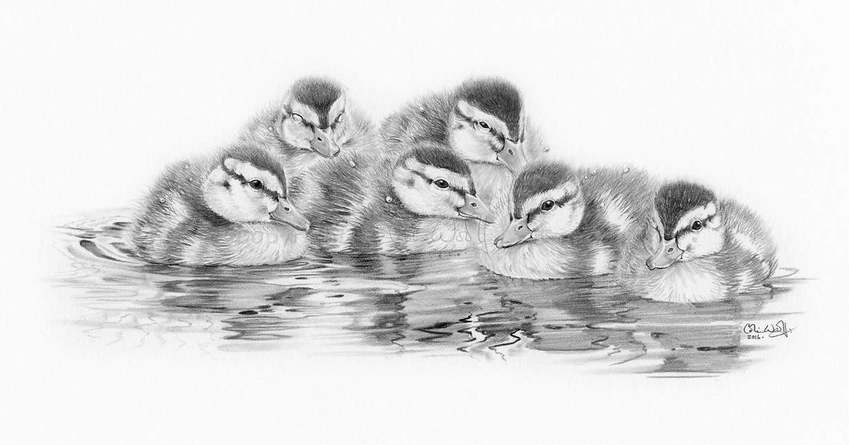 Ducklings-ws