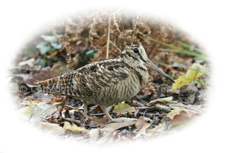 Eurasian%20woodcock%20Copyright%20Mike%20Read