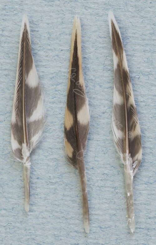 Pinfeather painting Colin Woolf Fine Art