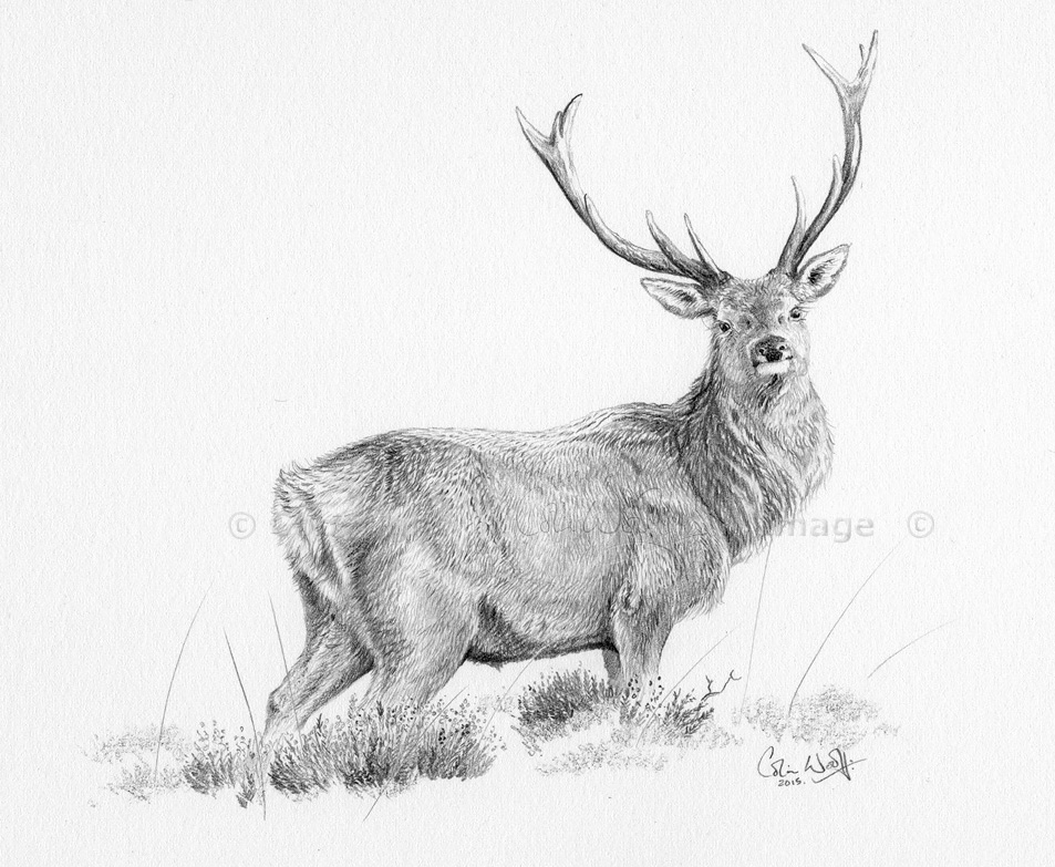 Cute Deer. Pencil Sketch of Fawn. Animal Illustration. T-Shirt Design.' Art  Print - Faenkova Elena | Art.com