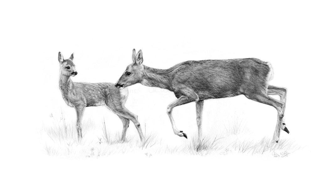 Roe mother and fawn - ws