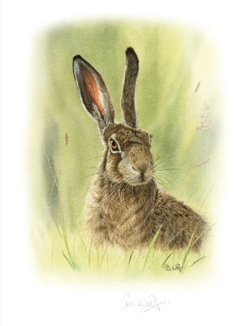 Brown Hare watercolour by Colin Woolf
