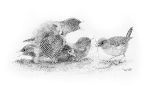 Wren family being fed by mother drawing by Colin Woolf