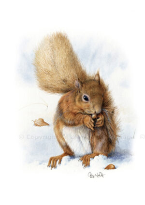 Red Squirrel by Scotland Artist Colin Woolf