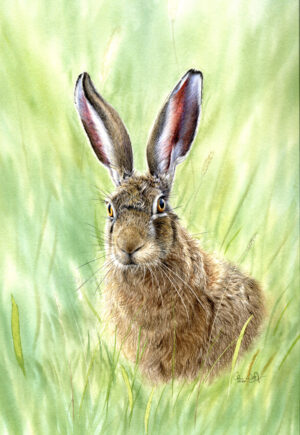 Brown Hare in Spring