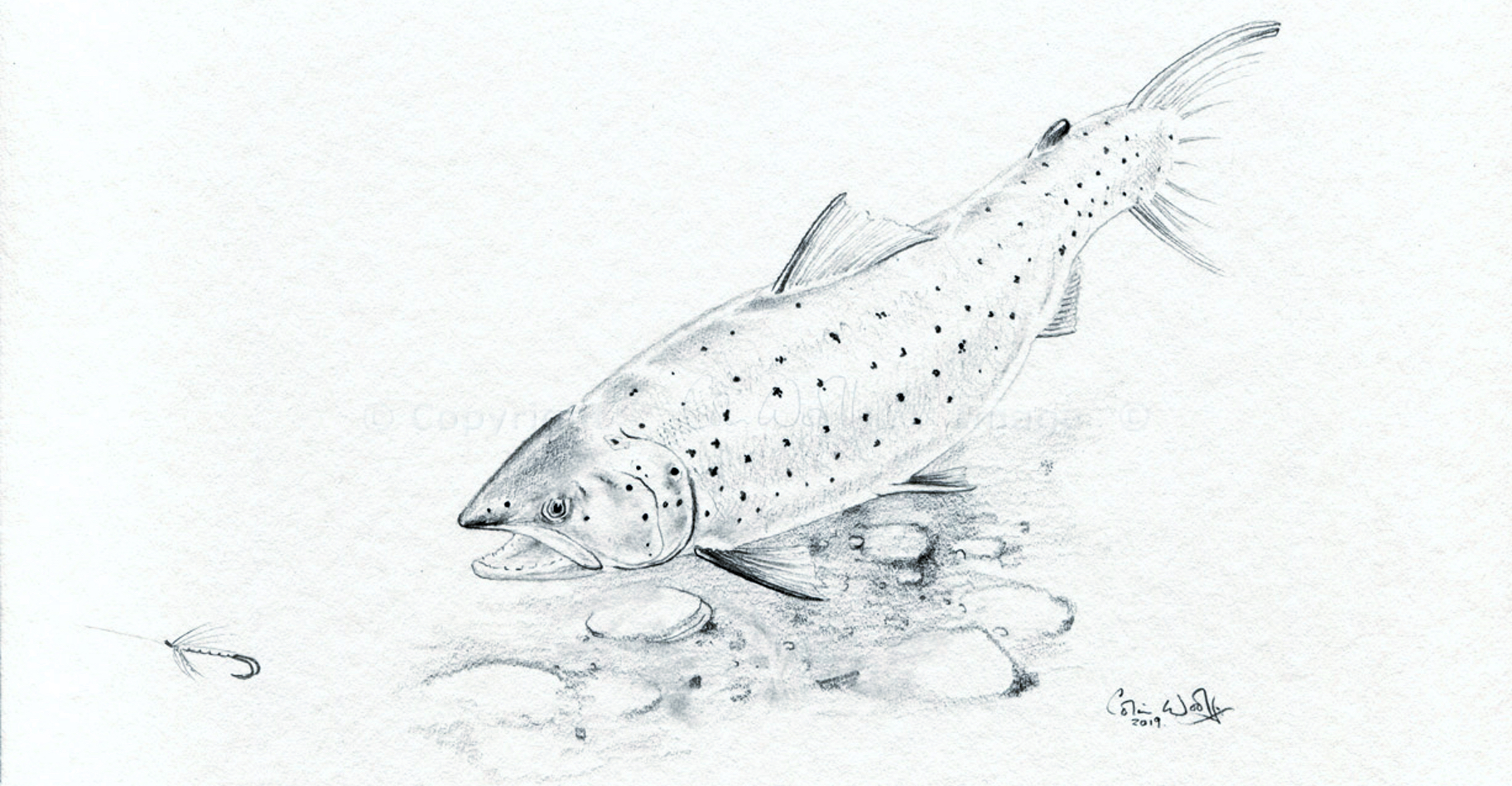 Sea Trout Postcard 19 - ws