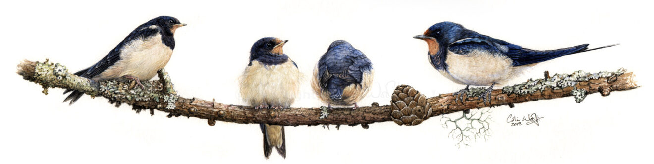 Swallow family - ws