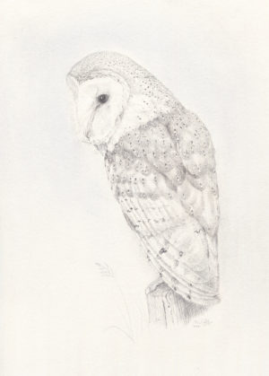 Barn Owl by Colin Woolf, a Silverpoint drawing