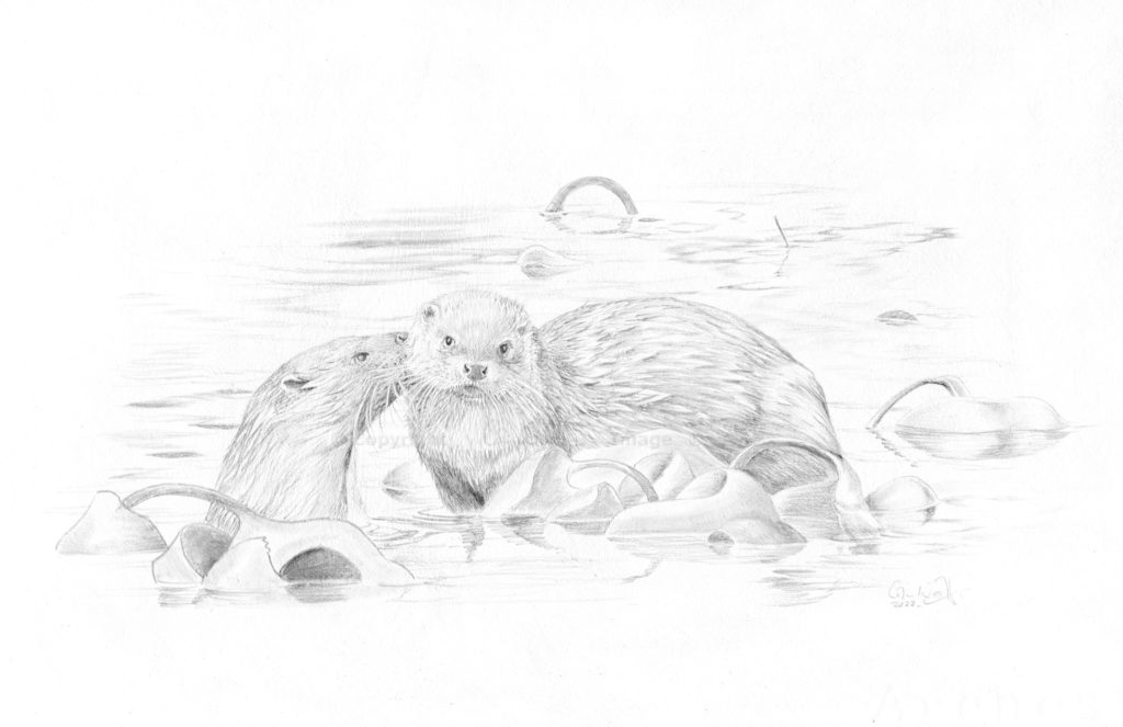 Otters by Colin Woolf in Silverpoint