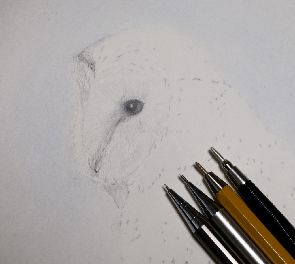 Barn Owl by Colin Woolf in Silverpoint