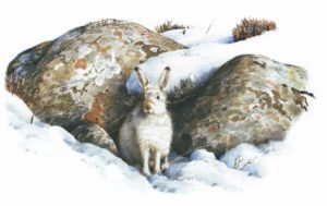 Mountain hare sitting, illustrated by Colin Woolf