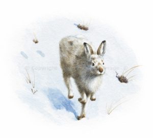 Mountain Hare running, illustrated by Colin Woolf