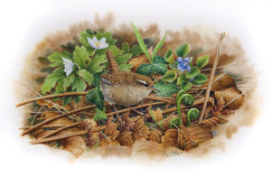 The King of Birds, Wren painting by Colin Woolf