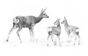 Roe deer by Colin Woolf, pencil study