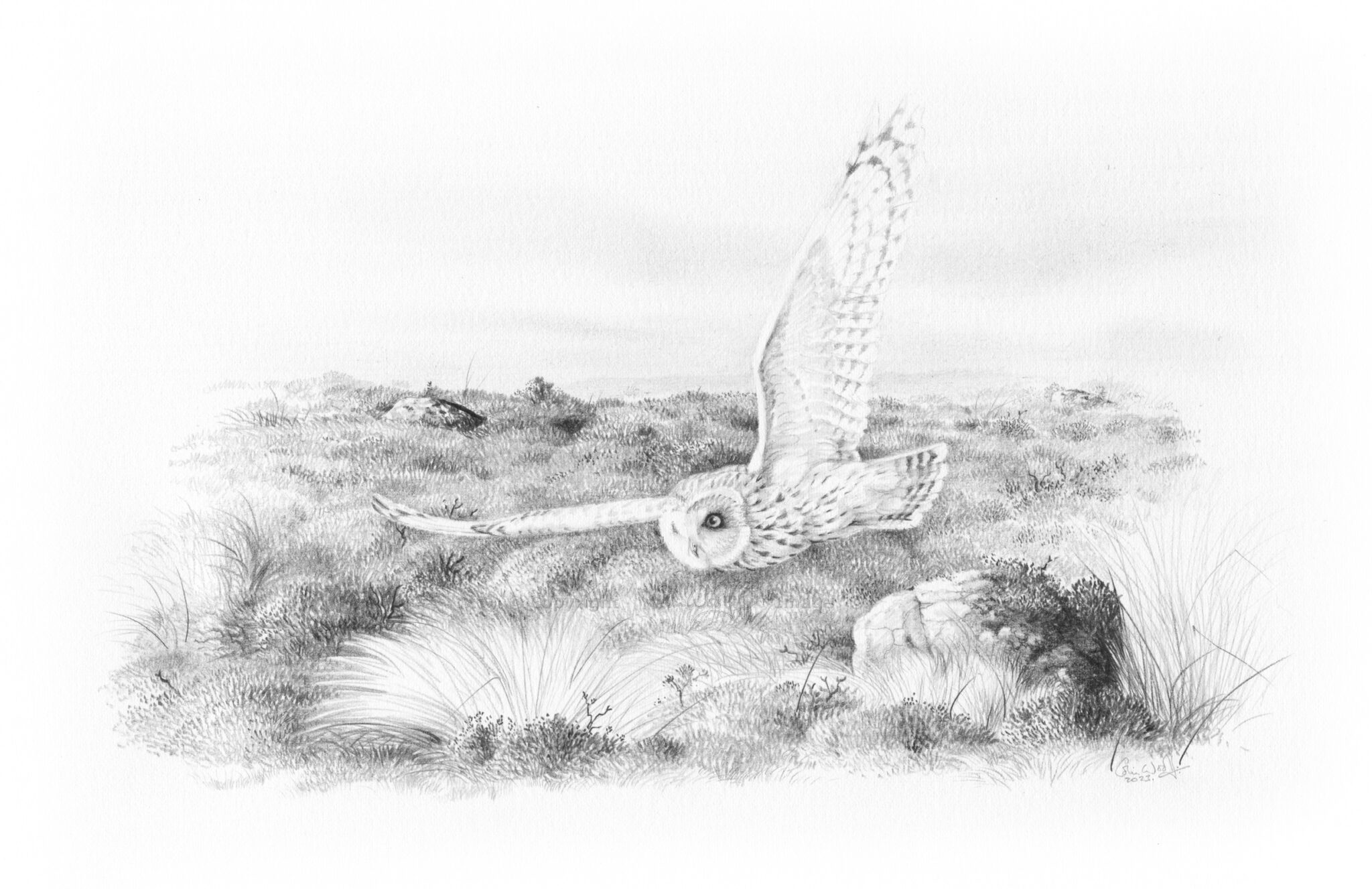 short-eared-owl-in-flight-colin-woolf-fine-art