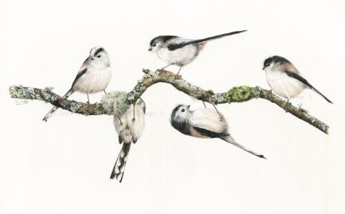 Long-tailed Tits on silver birch