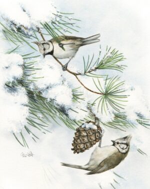 Crested Tits, Greeting Cards - from a watercolour