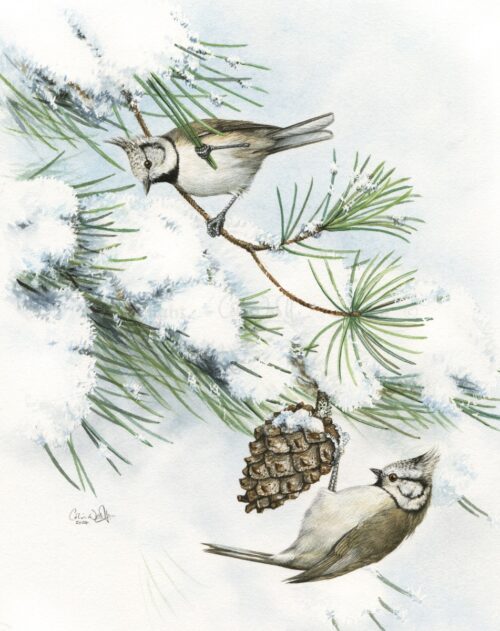 Crested Tits, Greeting Cards - from a watercolour
