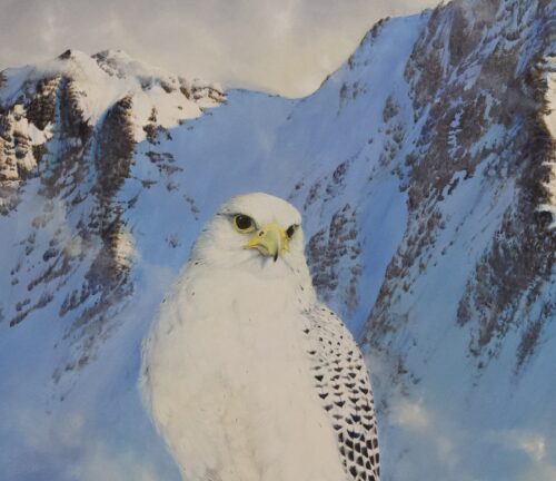 The Snow Queen - Greenland or Gyr Falcon - Image 3