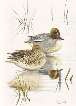 Teal, Greeting Cards - from a watercolour