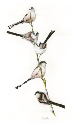 Long-tailed Tits on willow branch